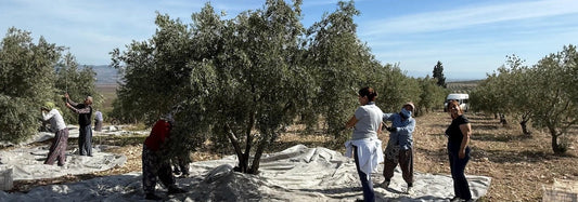 Memnune Yeni Hasat Başladı! Bereketin Zamanı Yeniden Geldi.