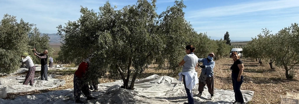 Memnune Yeni Hasat Başladı! Bereketin Zamanı Yeniden Geldi.
