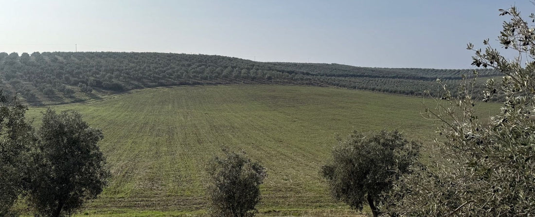 Yeni Hasat Zeytinyağı Satışta