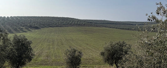 Yeni Hasat Zeytinyağı Satışta