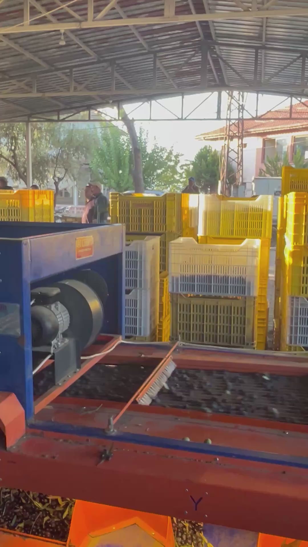 Videoyu yükle: 2025 Zeytinleri Eleniyor